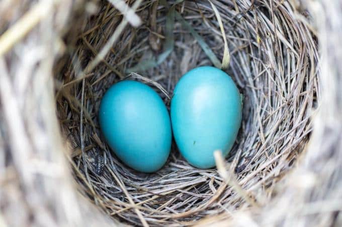 bird nest eggs blue 158734